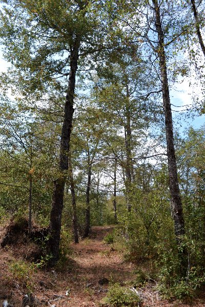 Hermosas Parcelas De Montaña en loteo consolidado cercano a Pucón