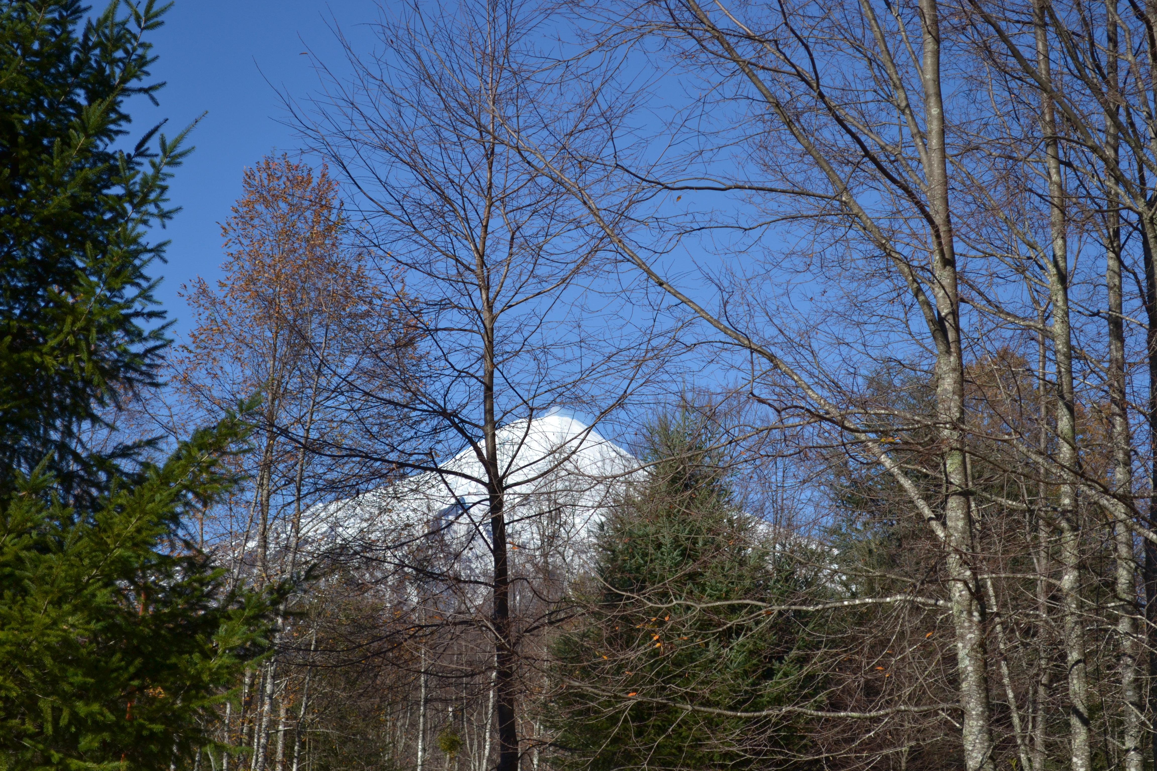 En Candelaria Pucón, Lindo terreno con bosque y vista al volcán Villarrica