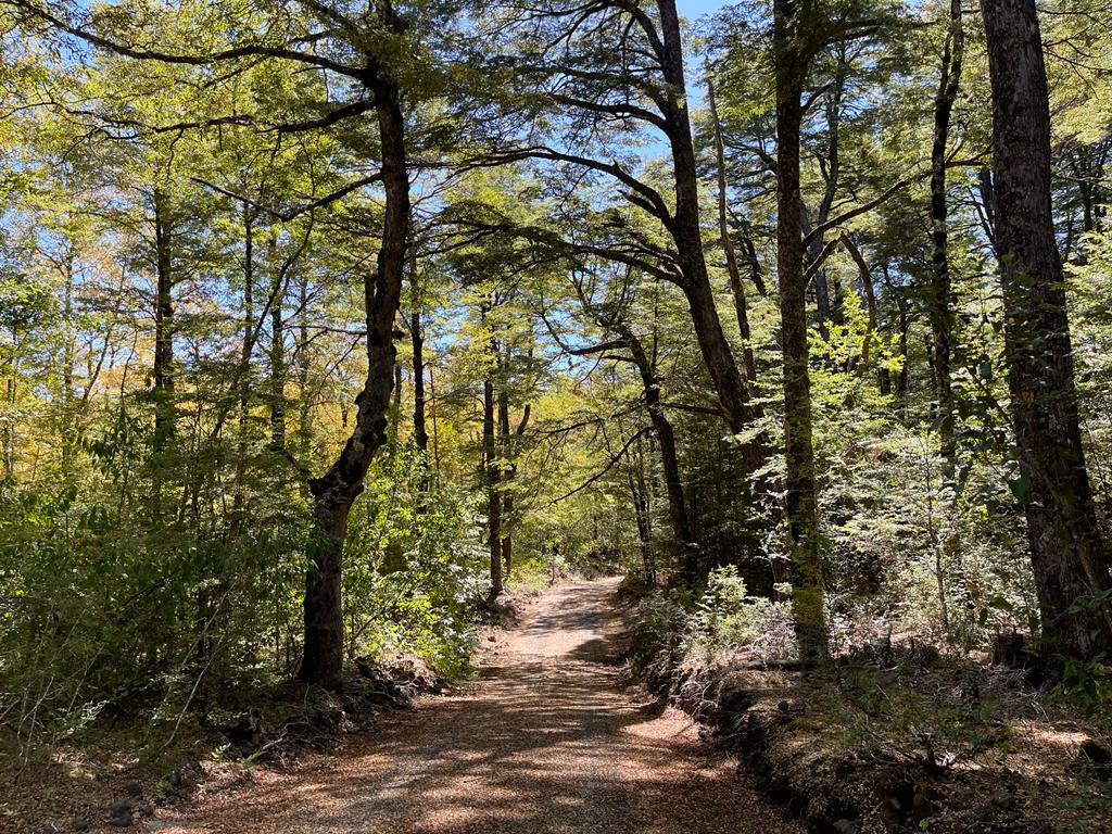 Hermosas Parcelas De Montaña en loteo consolidado cercano a Pucón