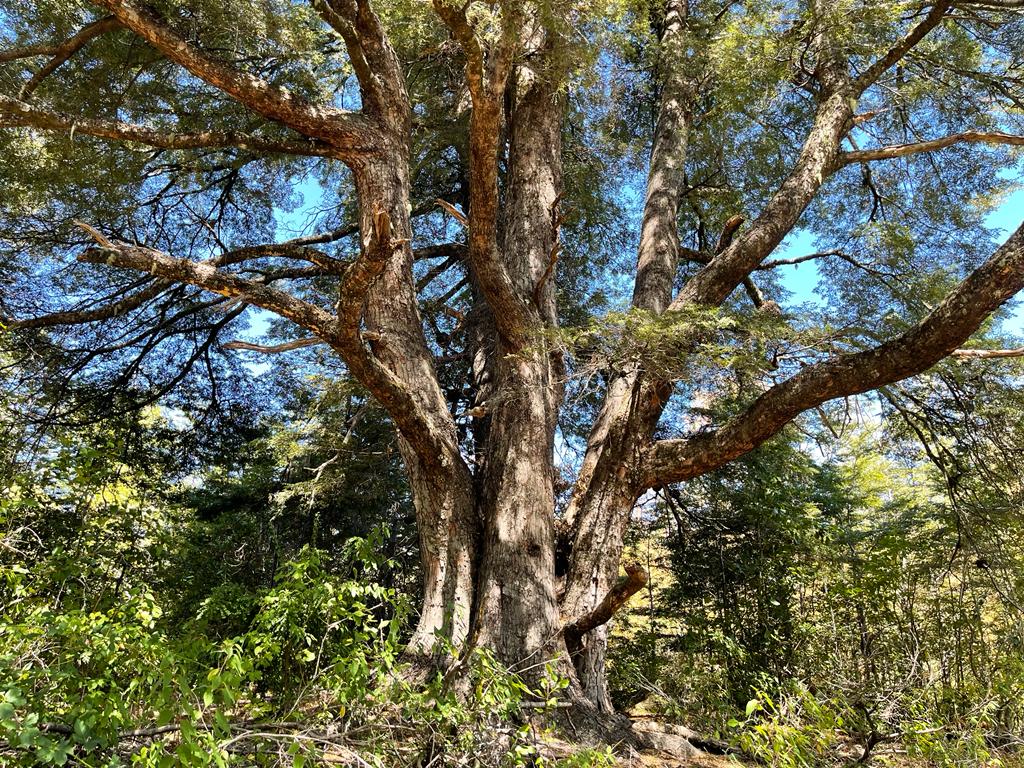 Hermosas Parcelas De Montaña en loteo consolidado cercano a Pucón