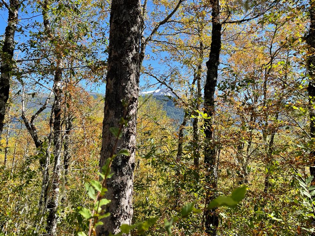 Hermosas Parcelas De Montaña en loteo consolidado cercano a Pucón