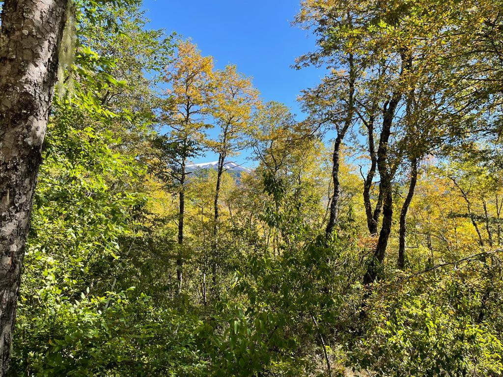 Hermosas Parcelas De Montaña en loteo consolidado cercano a Pucón