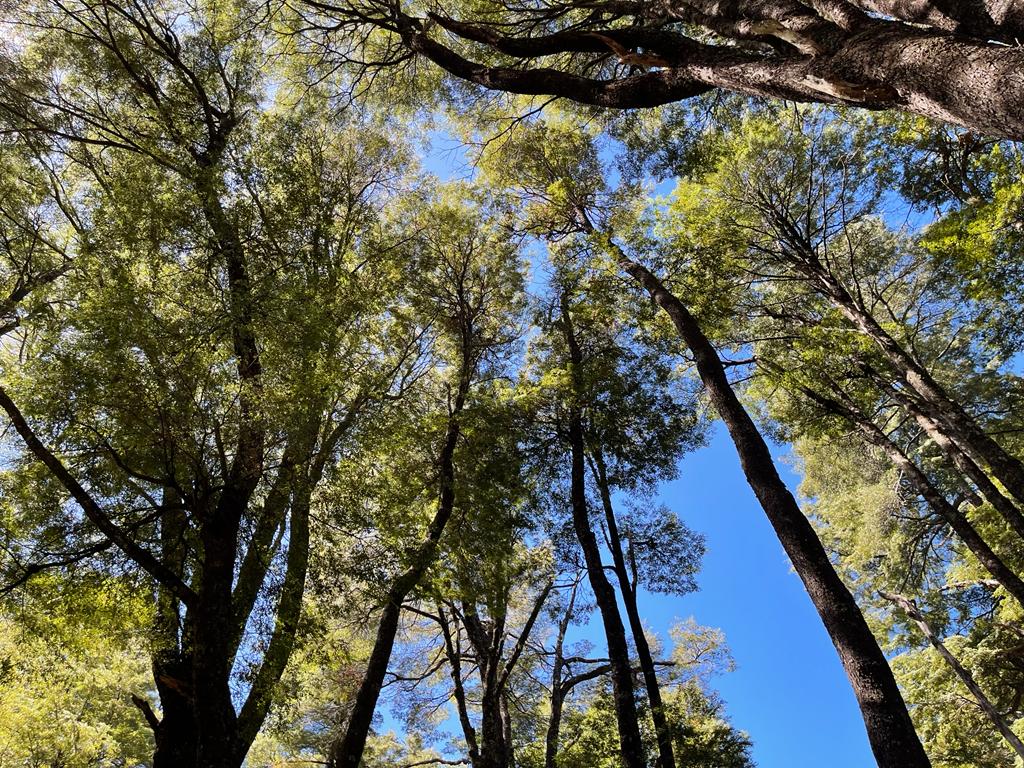 Hermosas Parcelas De Montaña en loteo consolidado cercano a Pucón