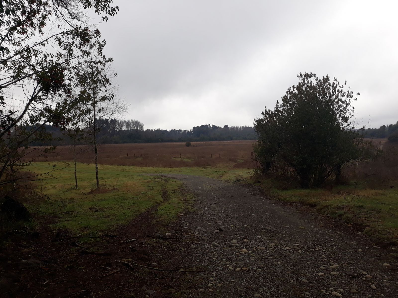 Predio de 44 hectáreas Ideal para inversionistas entre Villarrica y Loncoche
