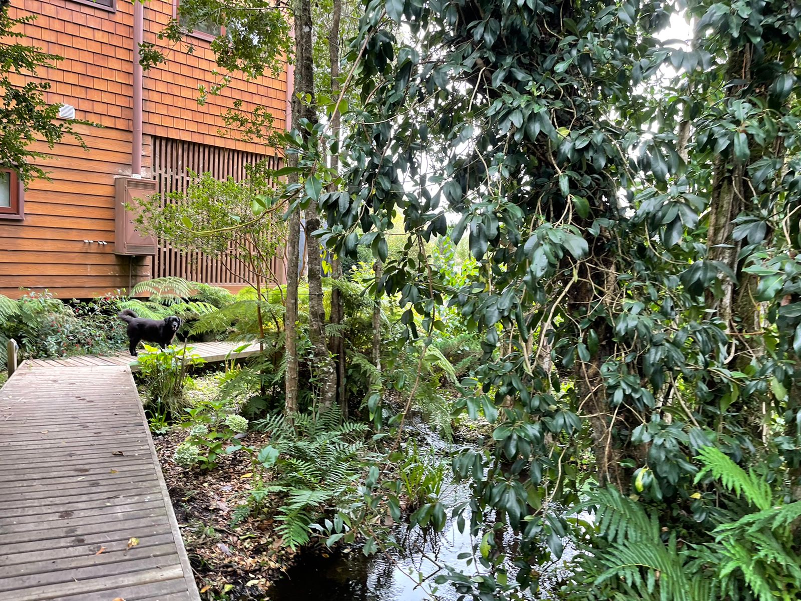 Acogedora casa en parcela de ensueño, con encantadores espacios, riachuelo, bosque  y jardines
