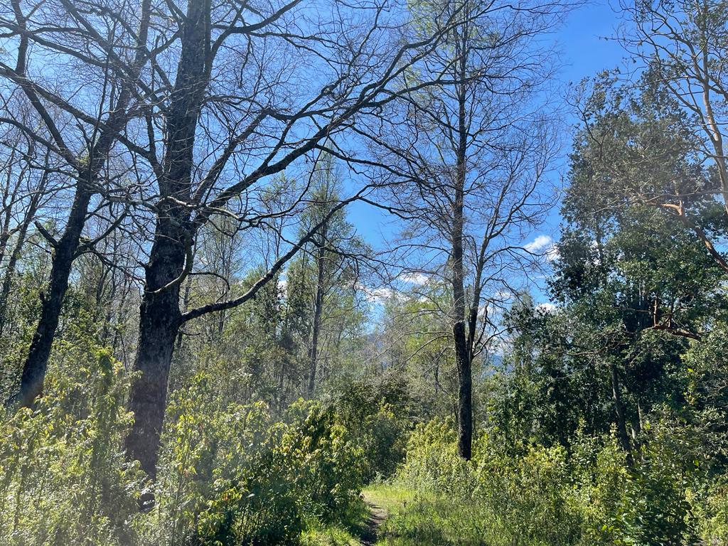 REBAJADA!. Hermosa parcela de 7200 m2 con vegetación nativa, hermoso y tranquilo entorno a solo 7 minutos de Pucón