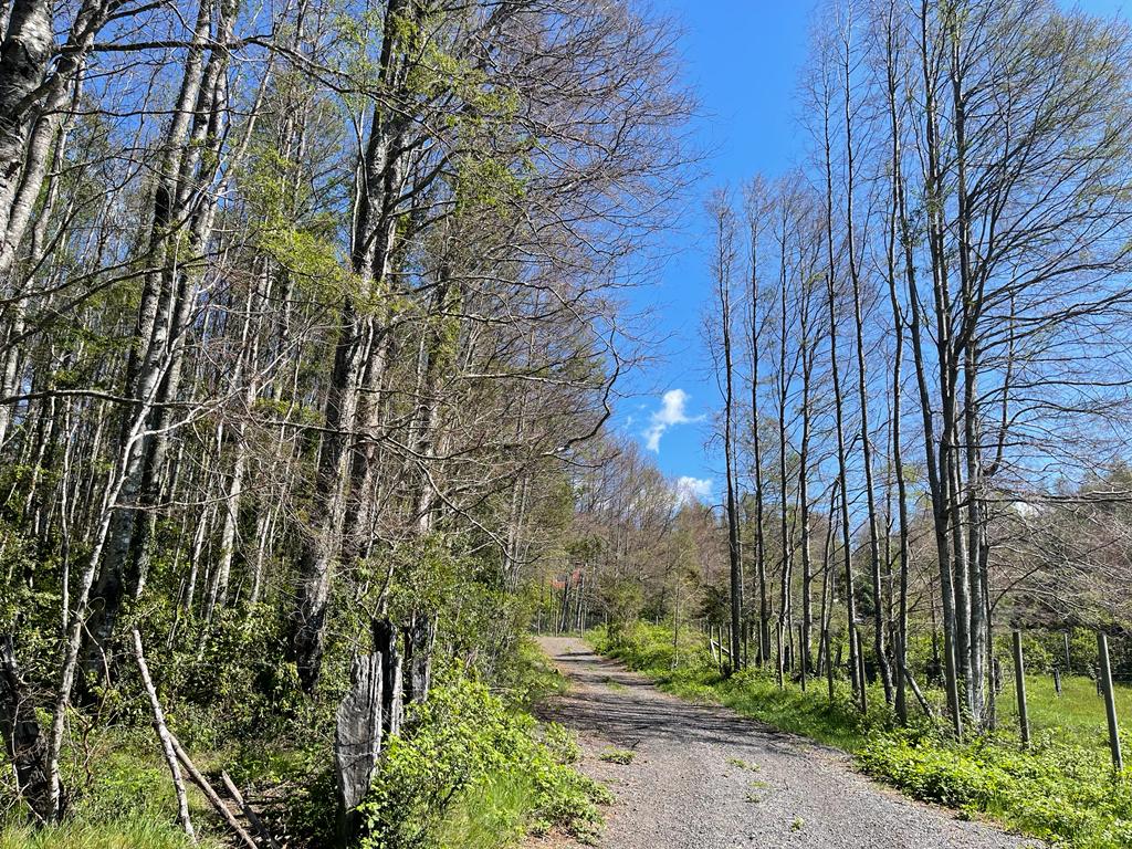 REBAJADA!. Hermosa parcela de 7200 m2 con vegetación nativa, hermoso y tranquilo entorno a solo 7 minutos de Pucón