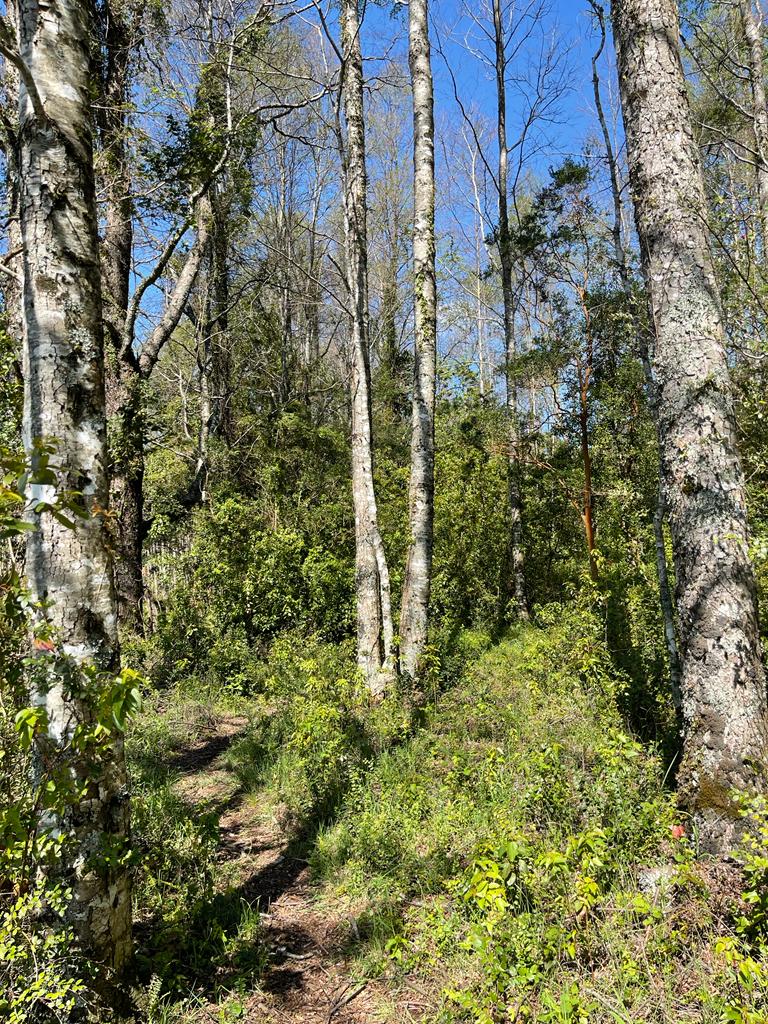 REBAJADA!. Hermosa parcela de 7200 m2 con vegetación nativa, hermoso y tranquilo entorno a solo 7 minutos de Pucón