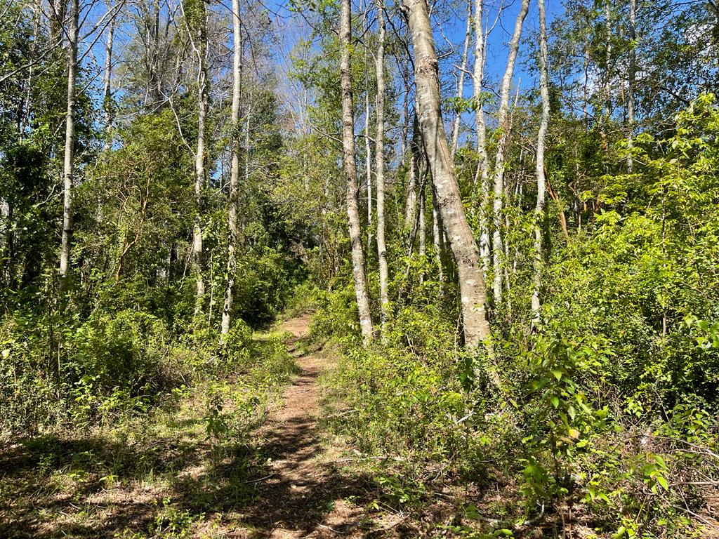 REBAJADA!. Hermosa parcela de 7200 m2 con vegetación nativa, hermoso y tranquilo entorno a solo 7 minutos de Pucón