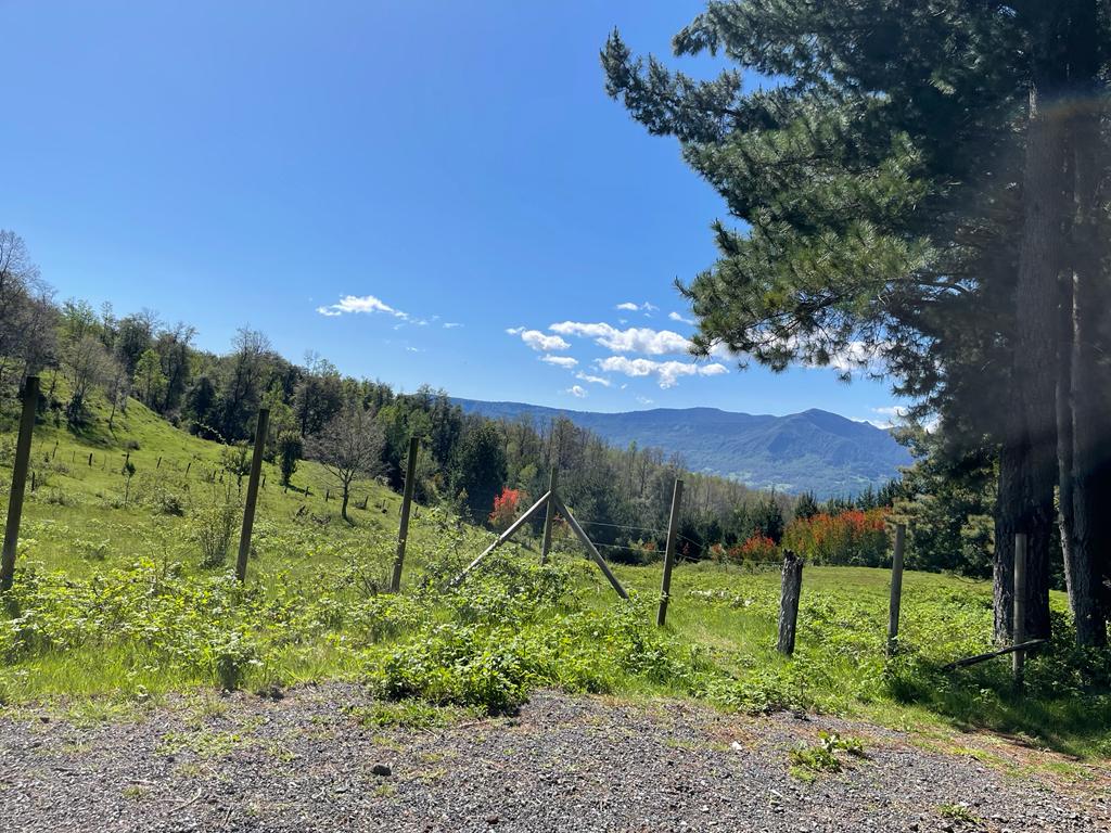 REBAJADA!. Hermosa parcela de 7200 m2 con vegetación nativa, hermoso y tranquilo entorno a solo 7 minutos de Pucón