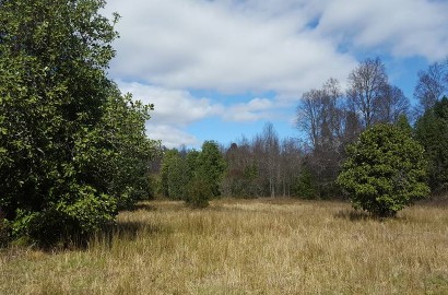 Maravilloso terreno de 1.2 Ha a sólo 4 Km de Villarrica, alta plusvalía