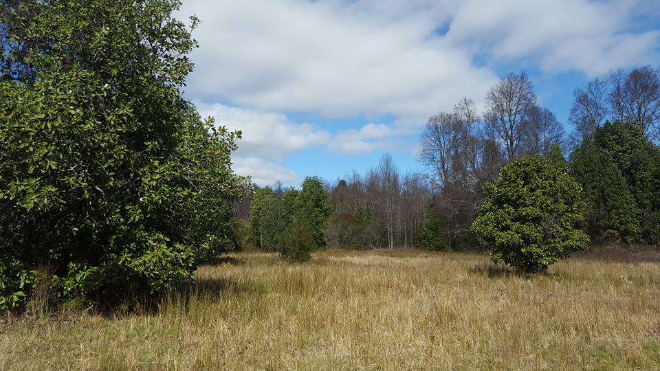 Maravilloso terreno de 1.2 Ha a sólo 4 Km de Villarrica, alta plusvalía