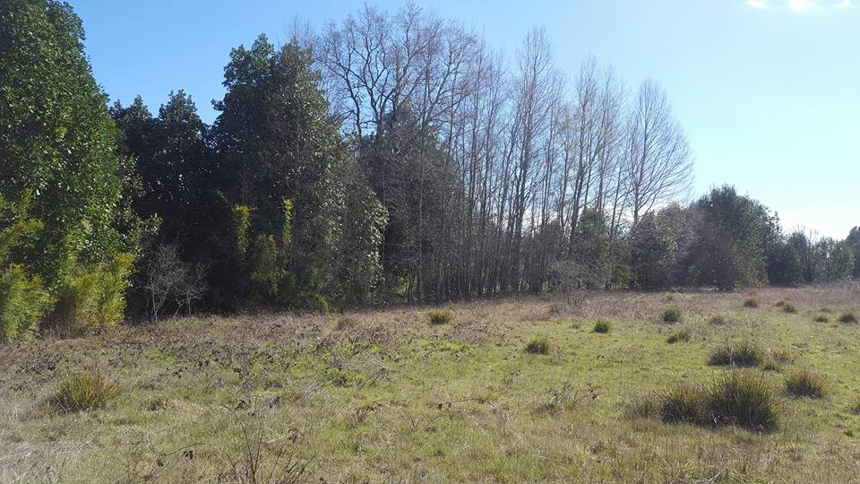 Maravilloso terreno de 1.2 Ha a sólo 4 Km de Villarrica, alta plusvalía