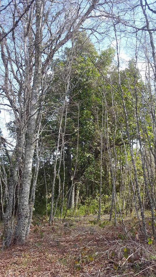 Maravilloso terreno de 1.2 Ha a sólo 4 Km de Villarrica, alta plusvalía